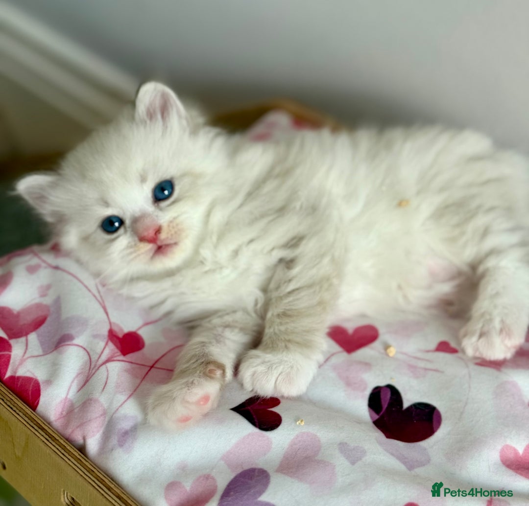 Siberian cats for sale: Only one Champion line girl available 🥰🥰 - Image 5