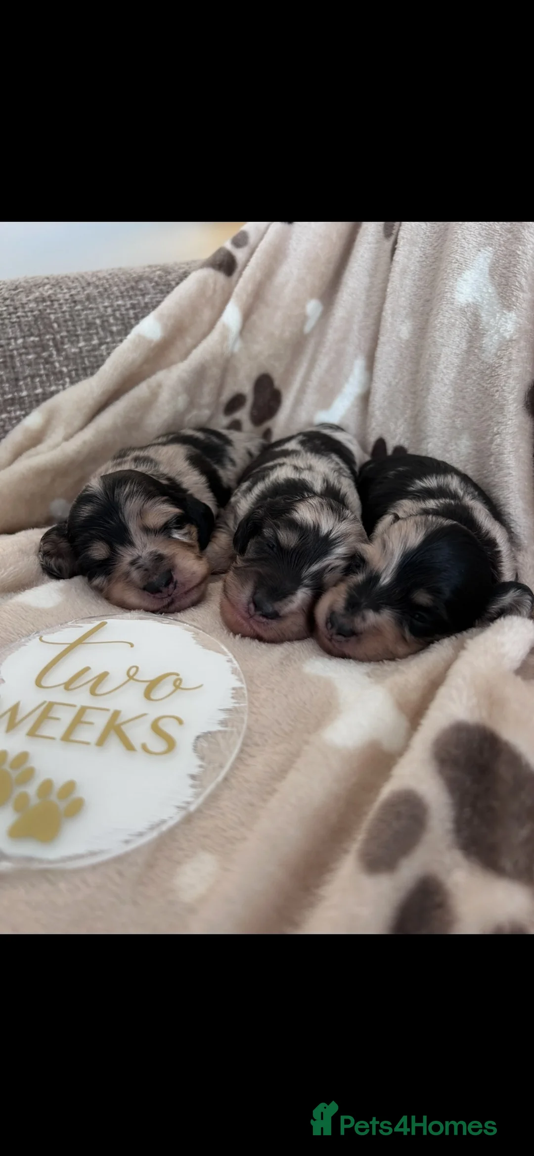 Miniature Dachshund dogs for sale: 🖤🍦 STUNNING SILVER DAPPLE & CREAM LONGHAIR 🍦🖤  - Advert 2