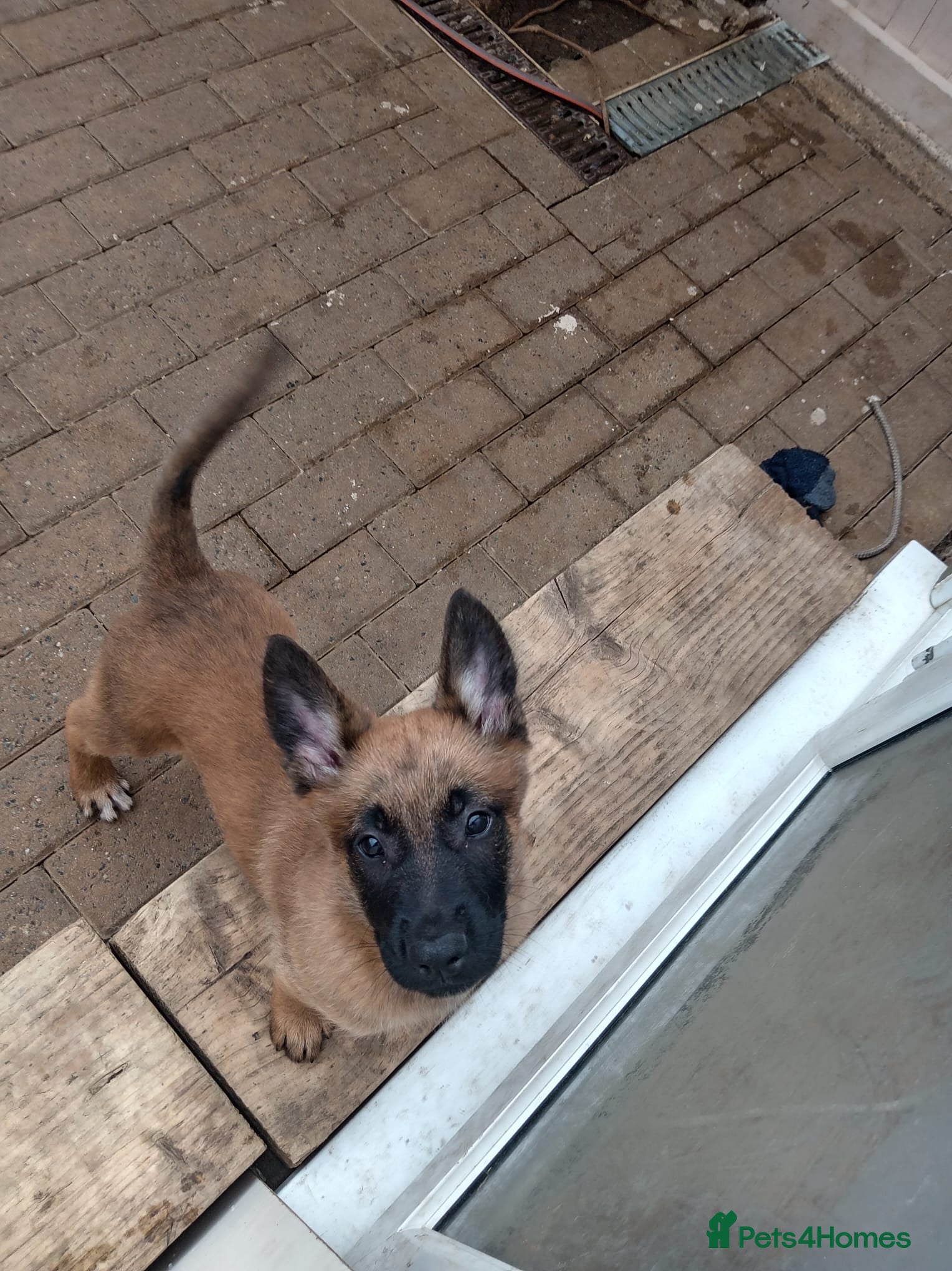 Belgian Shepherd Dog dogs 🐾 Bella – 12 Week Belgian Malinois Ready Now - Advert 4