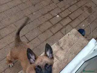 Belgian Shepherd Dog dogs 🐾 Bella – 12 Week Belgian Malinois Ready Now - Advert 1