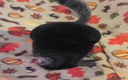 Chinchilla rodents for sale: Black pearl Carriers - Image 2