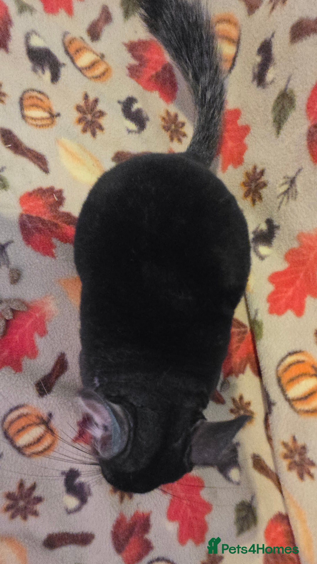 Chinchilla rodents for sale: Black pearl Carriers - Image 2