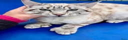Savannah cats for sale: Breath taking wild looking girl  - Advert 13