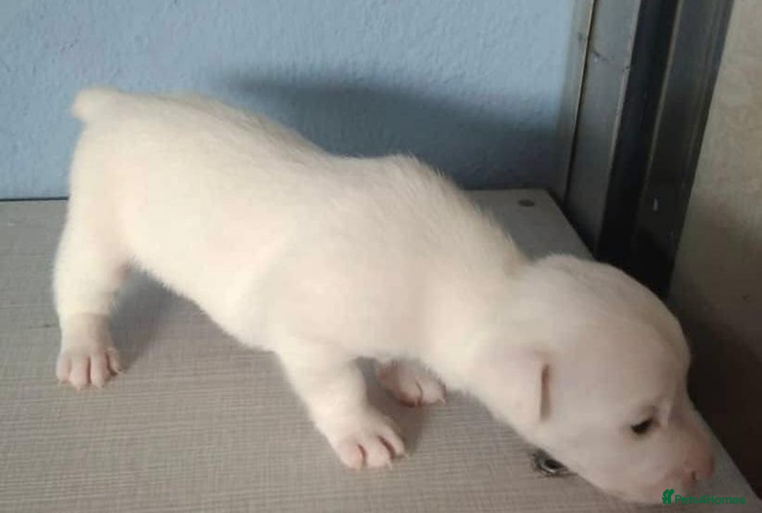 Jack Russell dogs for sale: Jack Russell puppies  - Advert 6