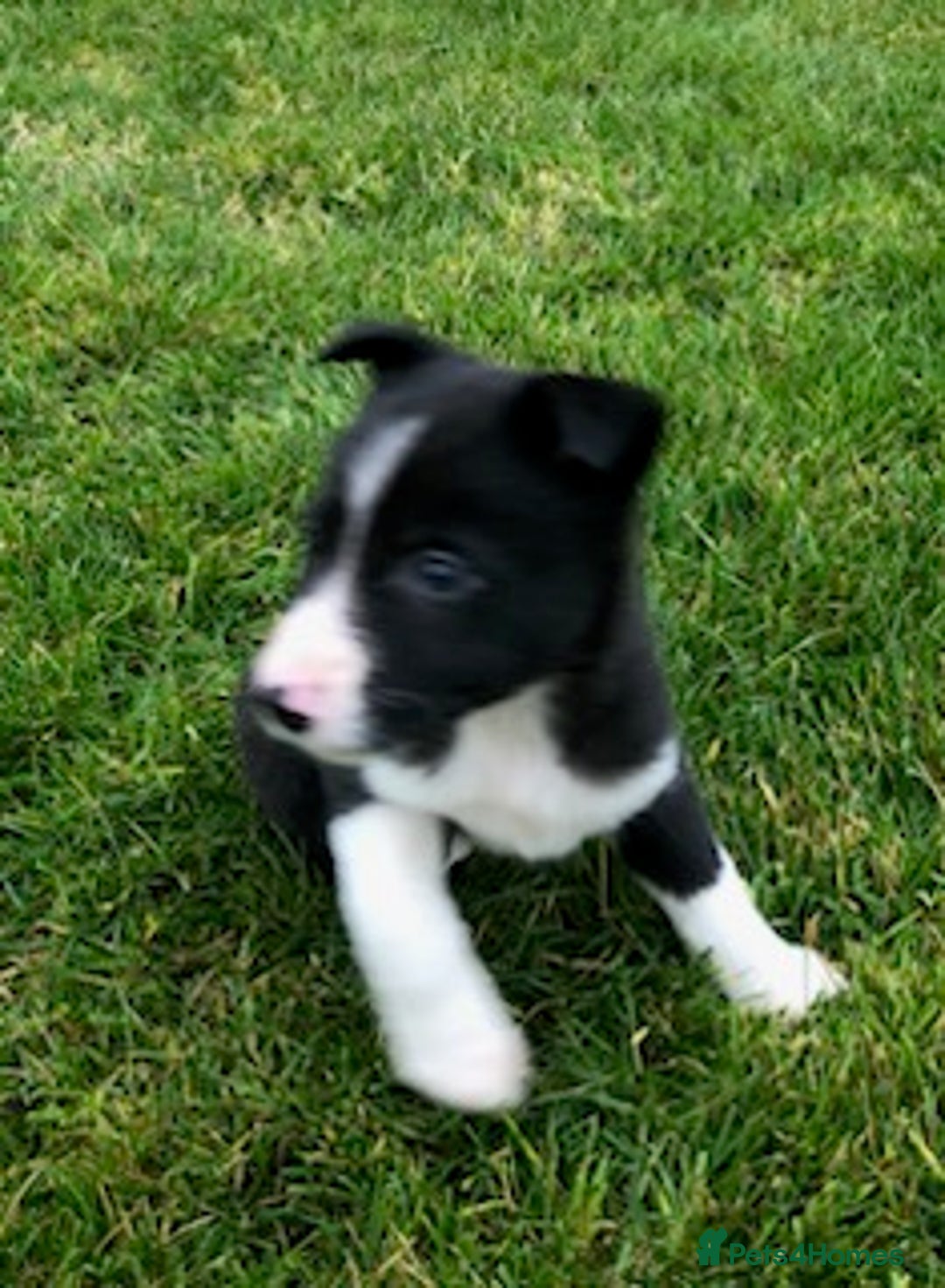 Border Collie dogs for sale: Adorable border collie pups - Image 4