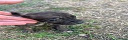 Mixed Breed dogs for sale: Puppy’s for sale in Market Rasen - Advert 13