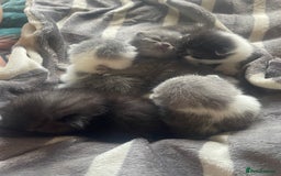 British Shorthair cats for sale: 5 kittens mixed litter 9 weeks old, ready now!  - Image 7
