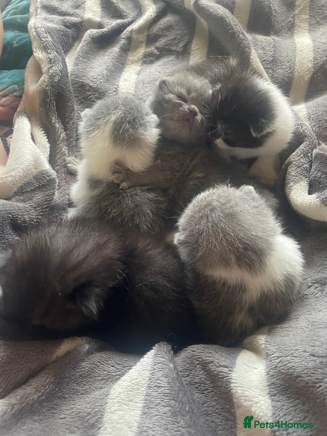 British Shorthair cats for sale: 5 kittens mixed litter 9 weeks old, ready now!  - Image 7