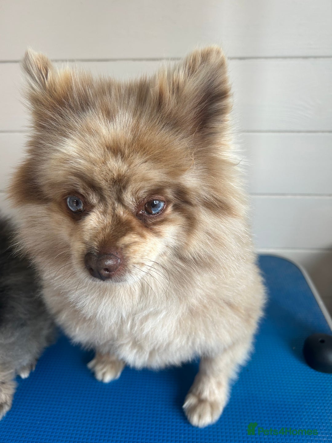 Pomeranian dogs for sale: 2 x pomeranians - Image 14