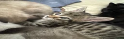 Bengal cats for sale: 2 cute bengals looking for forever homes  - Advert 21