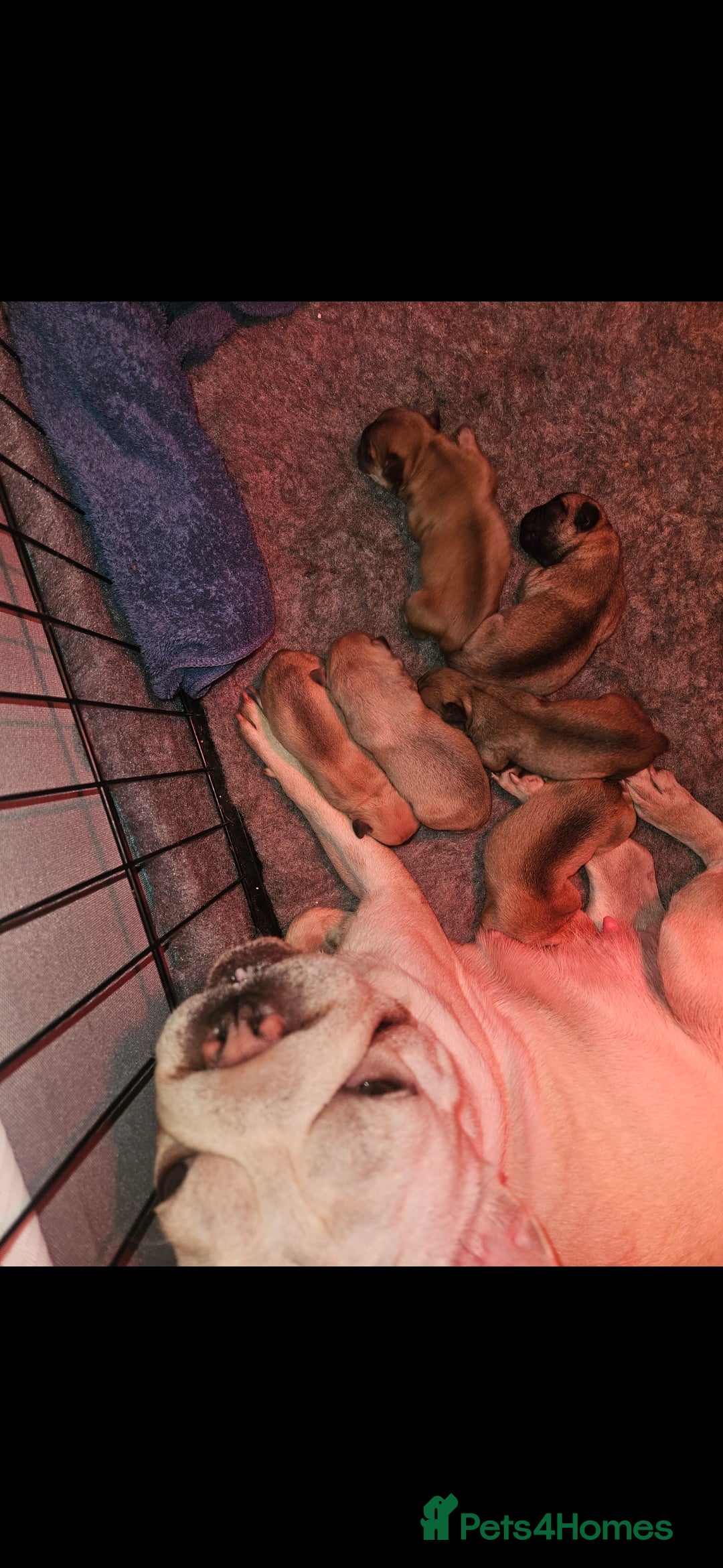 French Bulldog dogs for sale:   HIGH DNA FOR THE LOW ££ BR frenchie boys - Advert 13