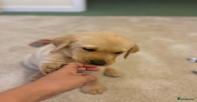 Labrador Retriever dogs - Advert 1