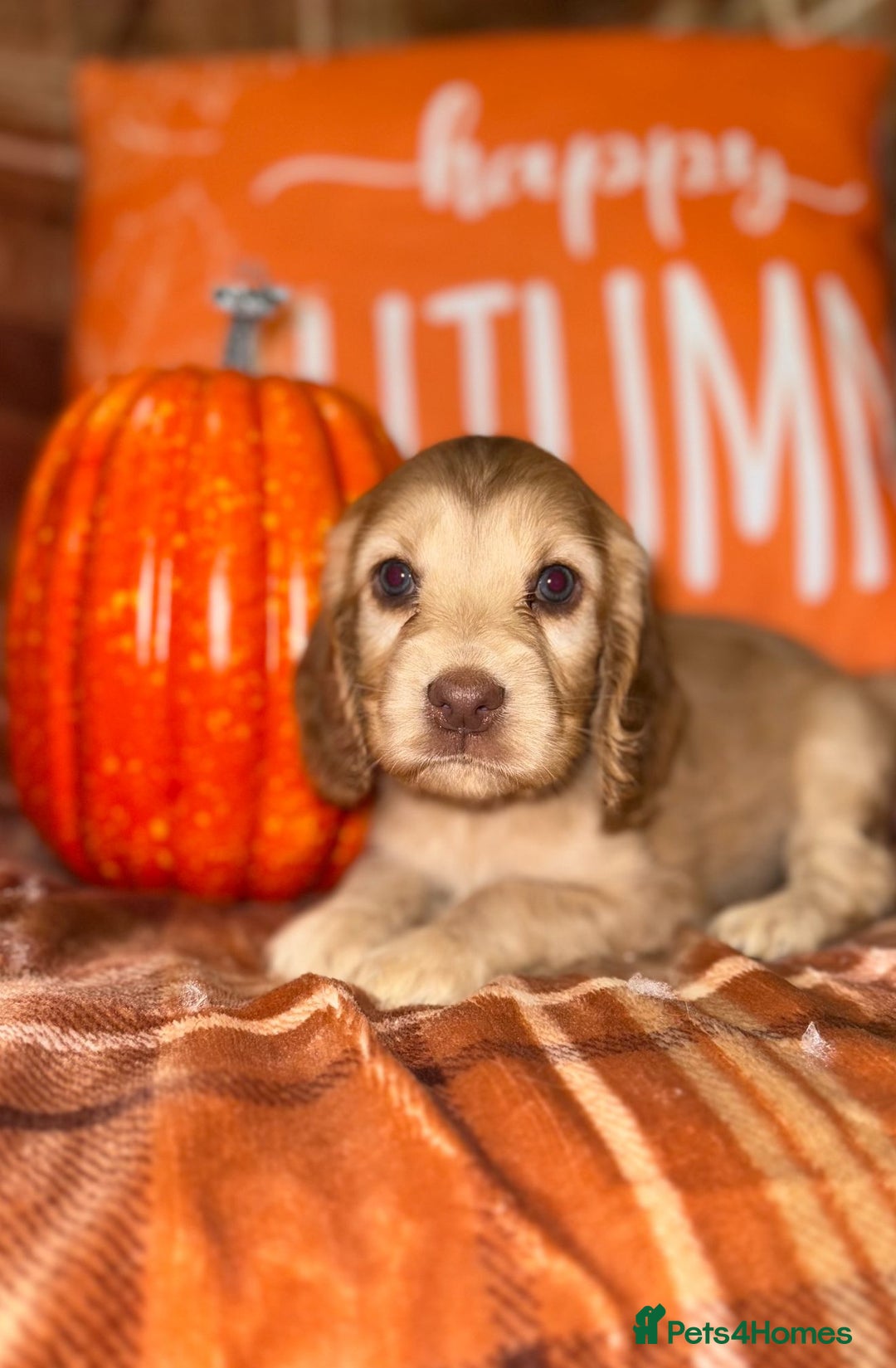 Cocker Spaniel dogs for sale: 🧡💛❤️Stunning KC Show Cocker Spaniels❤️🩷🧡 - Image 17