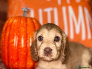 Cocker Spaniel dogs - Advert 3
