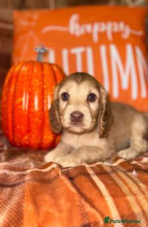 Cocker Spaniel dogs - Advert 3