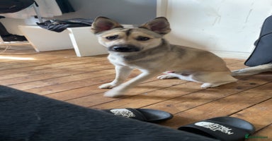Mixed Breed dogs - Advert 5