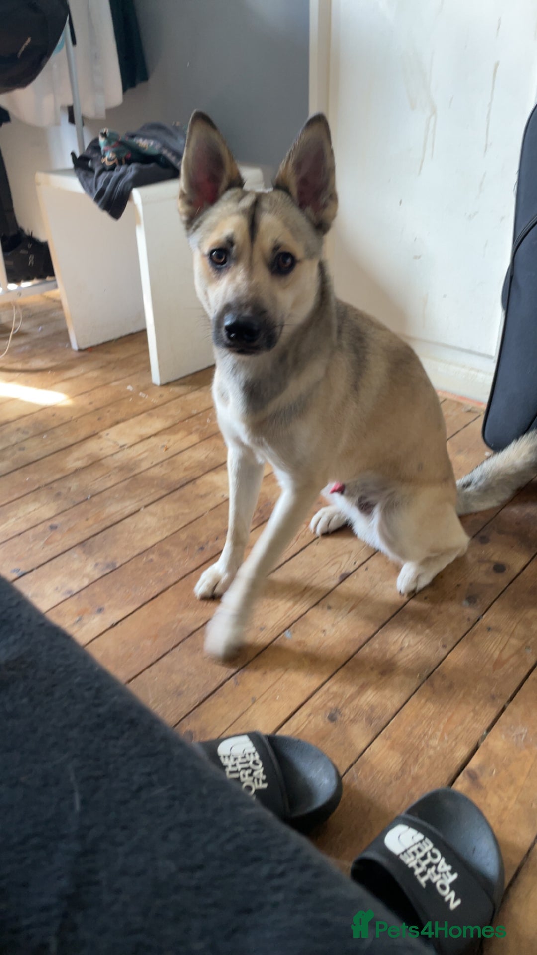 Mixed Breed dogs for sale: Rottweiler x husky pup - Image 3