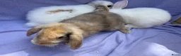 Mini Lop rabbits for sale: Mini lop babies  - Advert 1