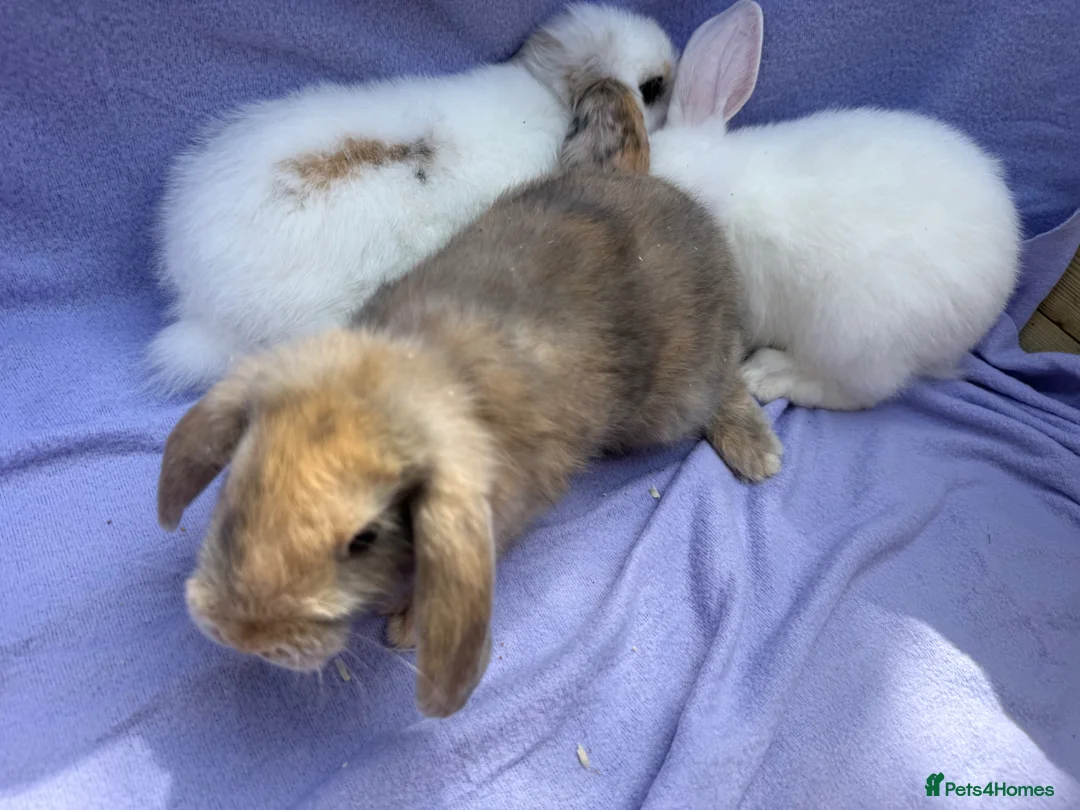 Mini Lop rabbits for sale: Mini lop babies  - Advert 1