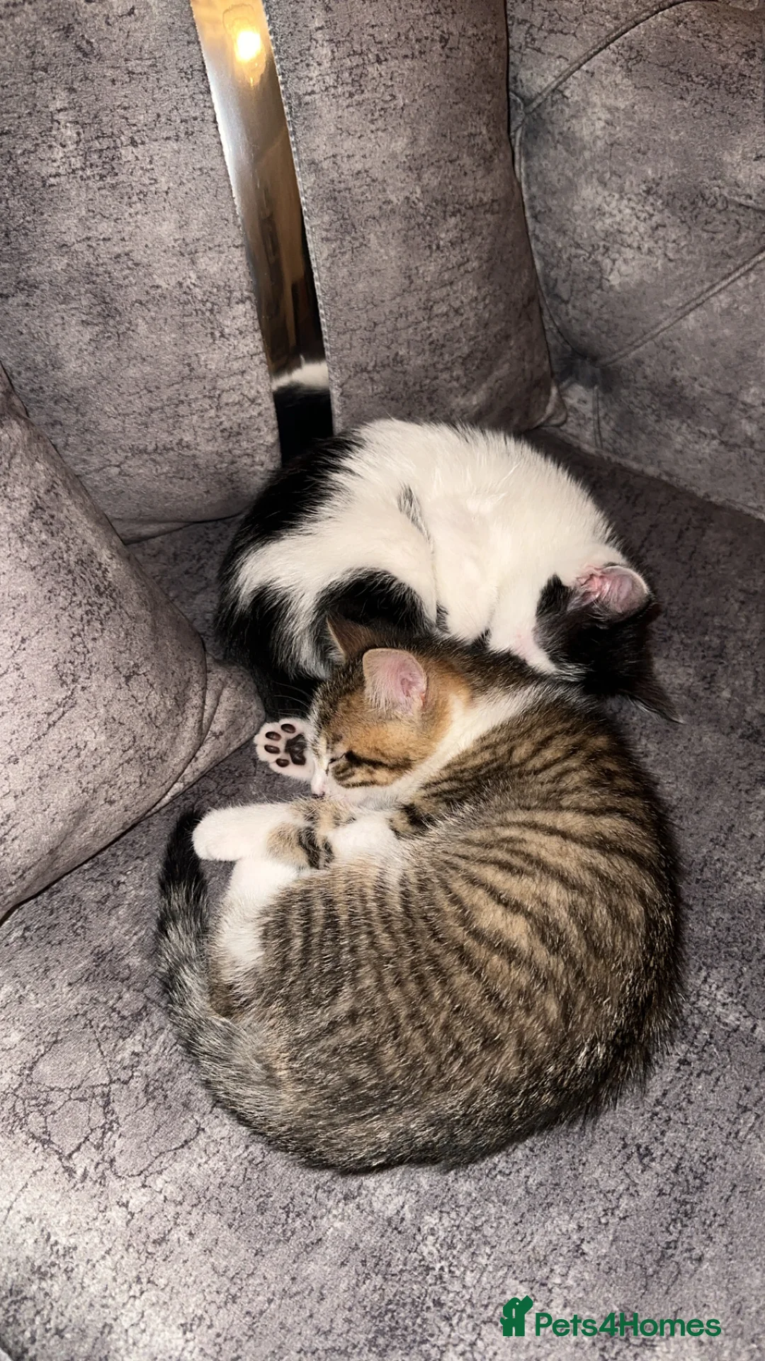 Domestic Shorthair cats for sale: Gorgeous tabby and British shorthair kitten - Advert 5