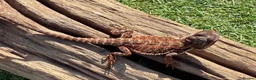 Bearded Dragon reptiles for sale: Black bloodline 100% red monster bearded dragons  - Advert 7