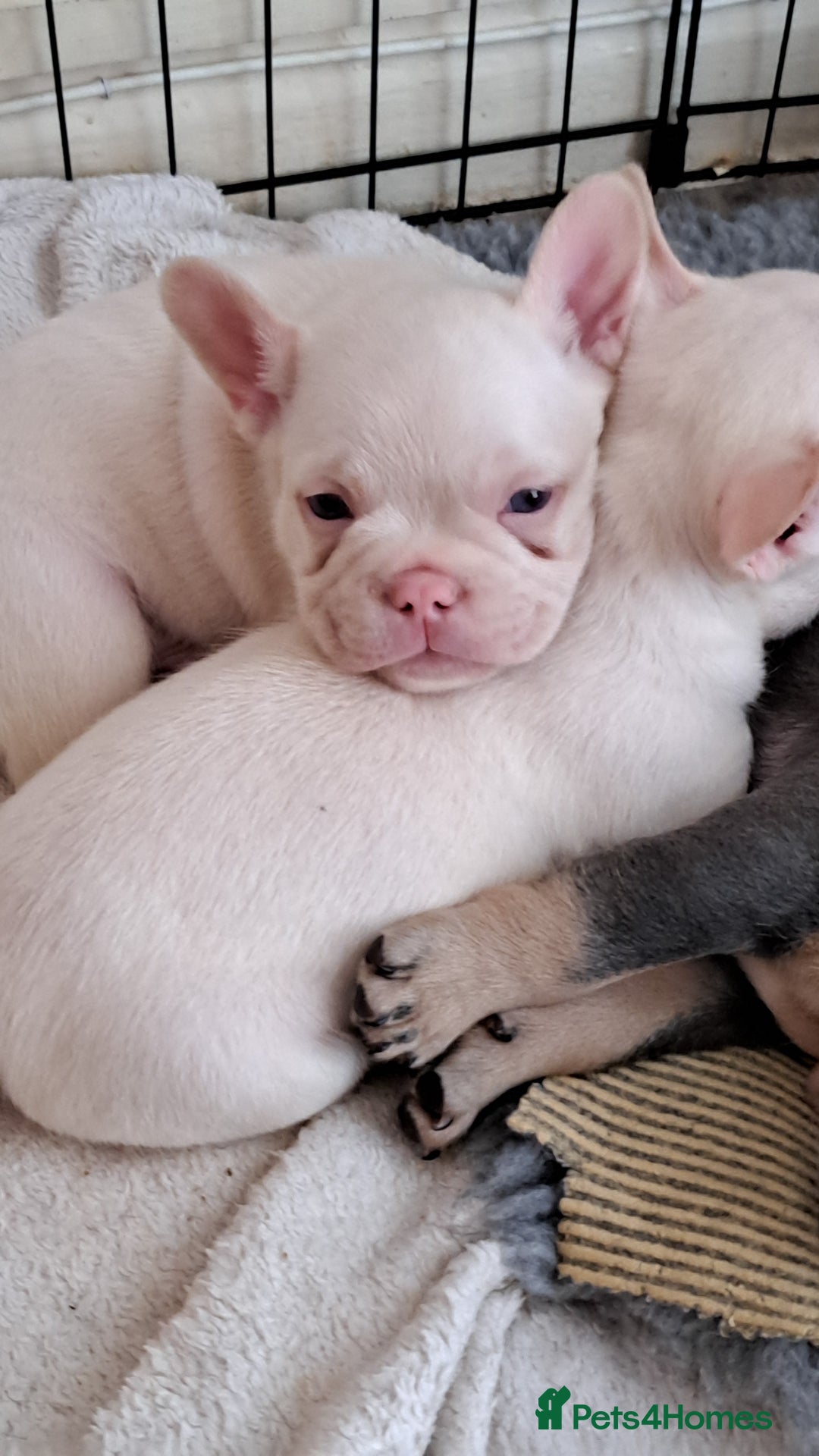 French Bulldog dogs for sale: One pink male french bulldog left  - Advert 23
