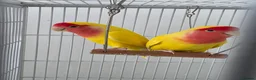 Lovebirds birds for sale: Lovebird Breeding Setup - Chicks, Eggs & Cages - Advert 7