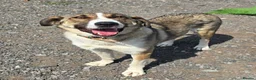 Mixed Breed dogs for adoption: Beautiful Big Girl Blanca  - Advert 14