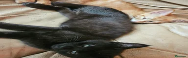 Mixed Breed 2