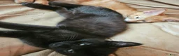Mixed Breed cats for sale: I have 3 kittens over 17 weeks old  - Advert 3
