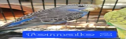 Budgerigars birds for sale: 4x budgie chicks £40 each ready now - Advert 10