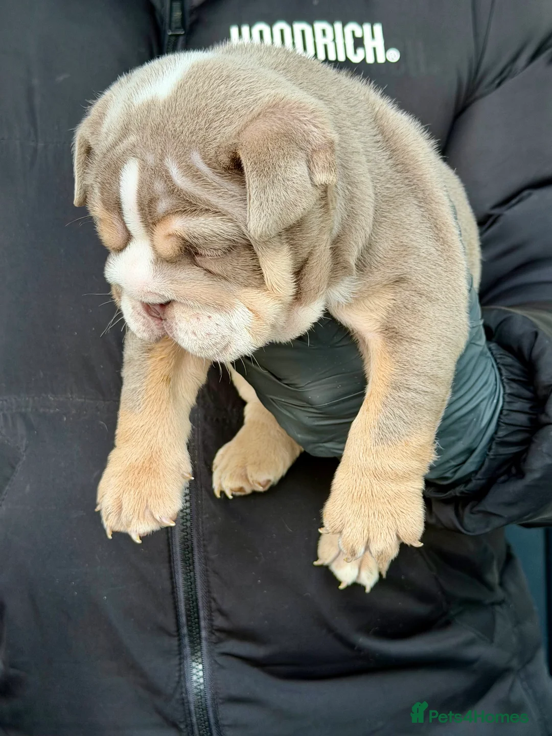 English Bulldog dogs for sale: Stunning posherbulls Turkish pups (last pup left) - Advert 5