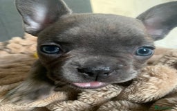 French Bulldog dogs for sale: Adorable 7 week old frenchie puppies - Image 18