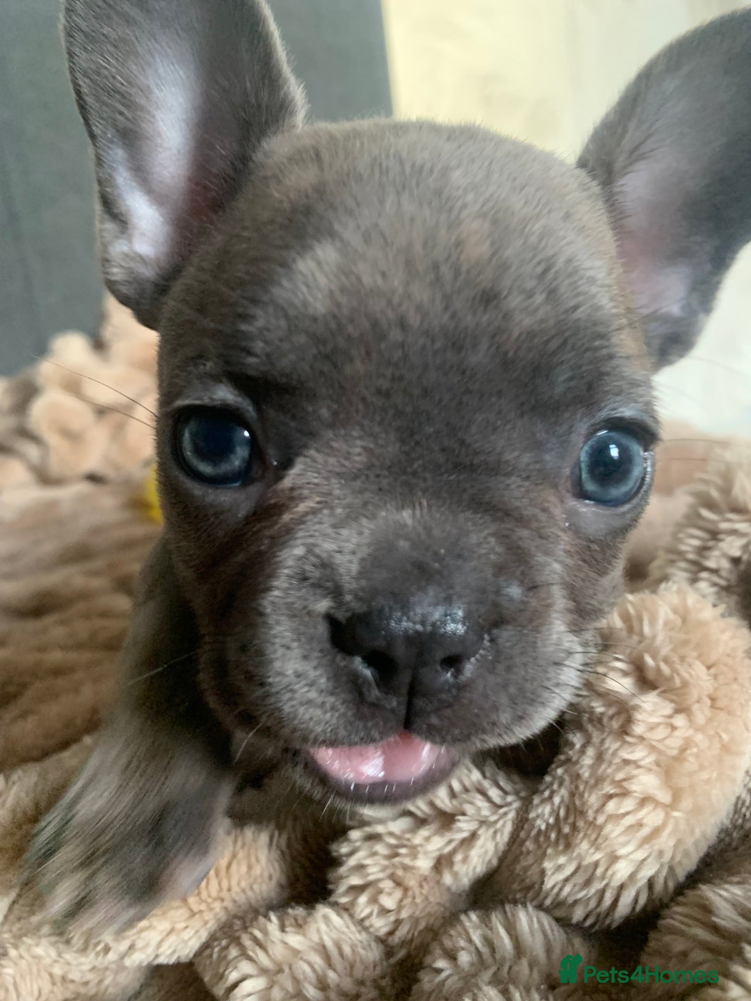 French Bulldog dogs for sale: Adorable 7 week old frenchie puppies - Image 18