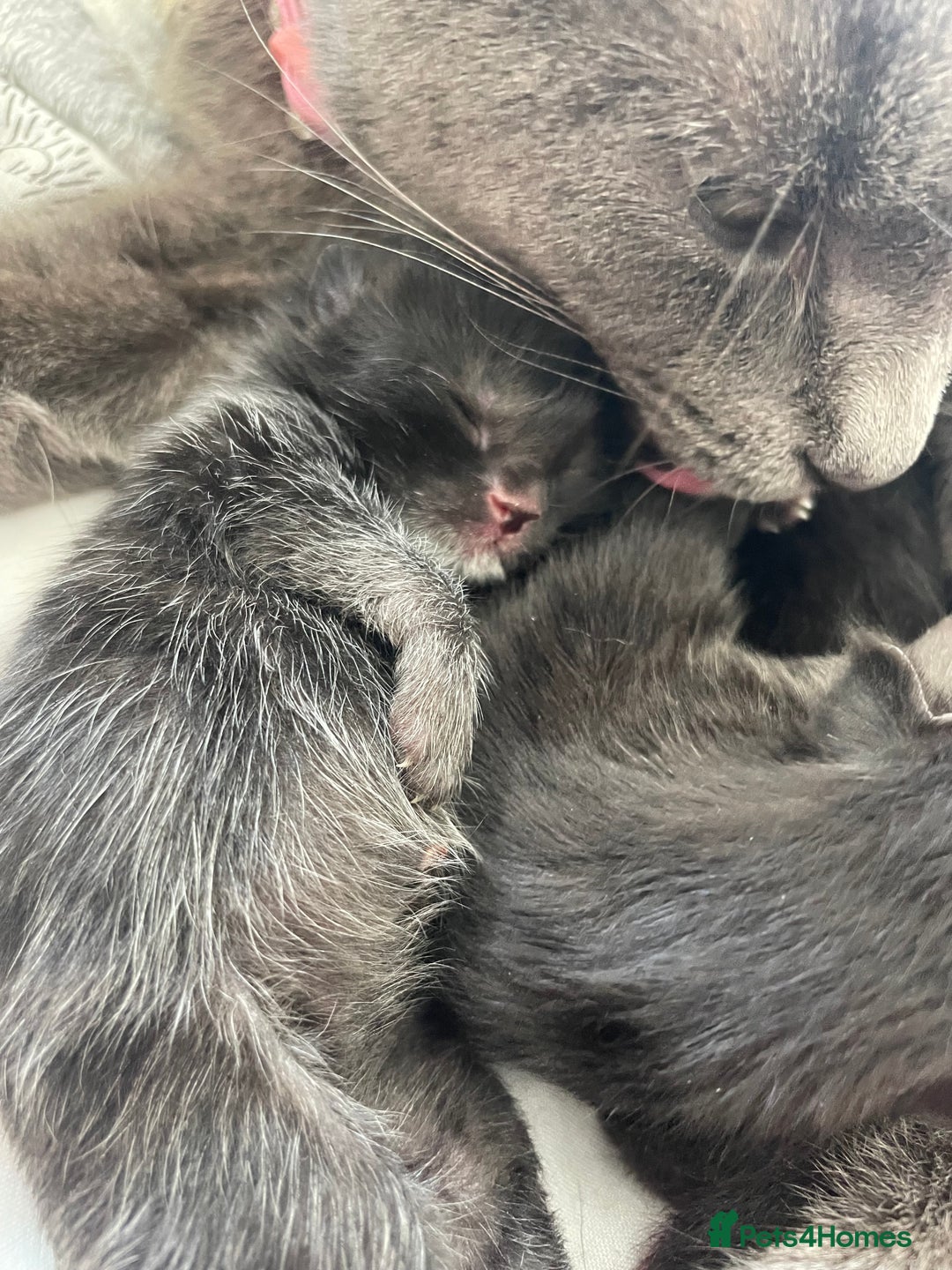 Mixed Breed cats for sale: Stunning kittens - Image 19