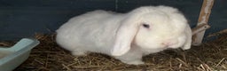 Mini Lop rabbits for sale: Bunny for sale - Advert 4
