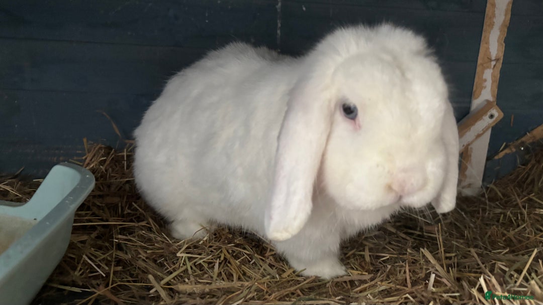Mini Lop rabbits for sale: Bunny for sale - Advert 4