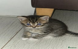 Persian cats for sale:  persian mix bangal - Image 10