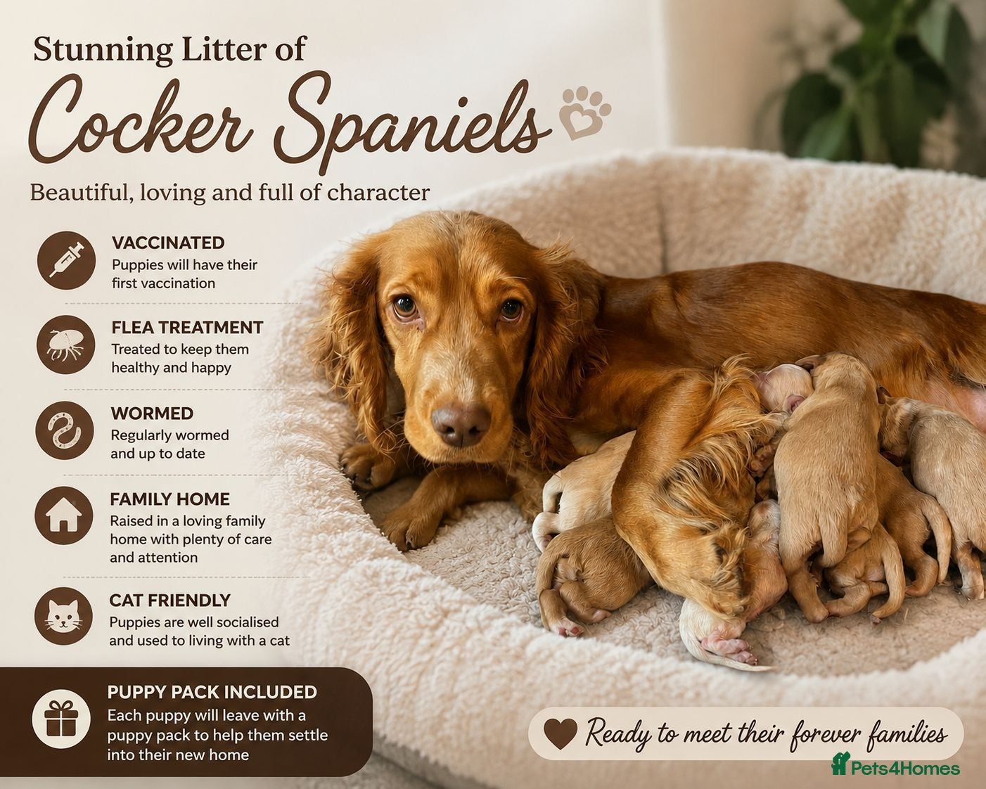 Cocker Spaniel dogs Cocker spaniels ready now  - Advert 1