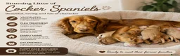 Cocker Spaniel dogs for sale: Cocker spaniels ready now  - Advert 1