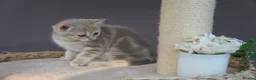 Scottish Fold cats for sale: 🌸beautiful long hair and short haired kittens🌸 - Advert 10