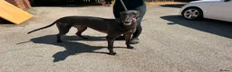 Greyhound dogs for sale: Wylder - Advert 1
