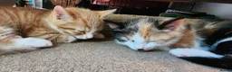 Mixed Breed cats for sale: Kittens ready to go in Frome - Advert 2