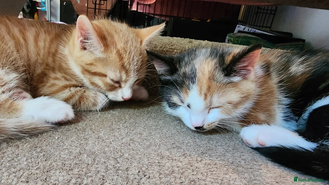 Mixed Breed cats for sale: Kittens ready to go in Frome - Advert 2