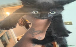 Munchkin cats for sale: 3 kittens for sale - Image 5