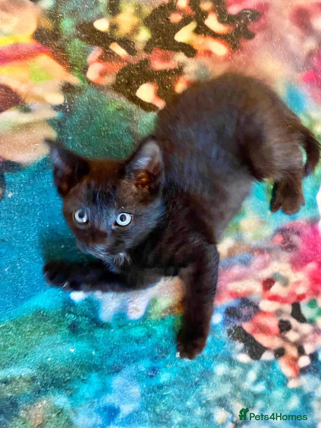 Mixed Breed cats for sale: 4 gorgeous kittens - Image 15