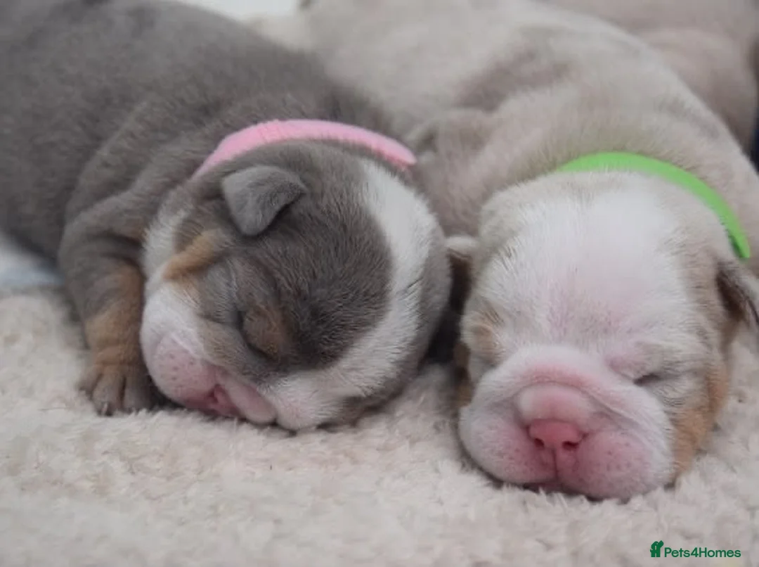 English Bulldog dogs for sale: 5 ⭐️ English Bulldogs  - Advert 2