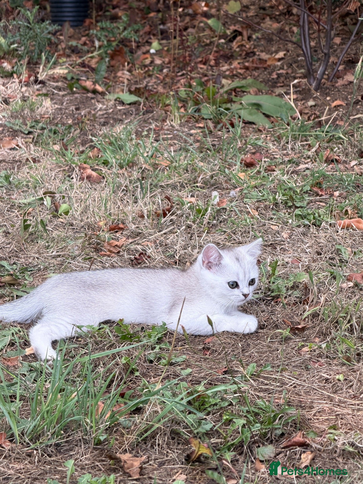 British Shorthair cats British Shorthair Silver Shaded Boy - Advert 1