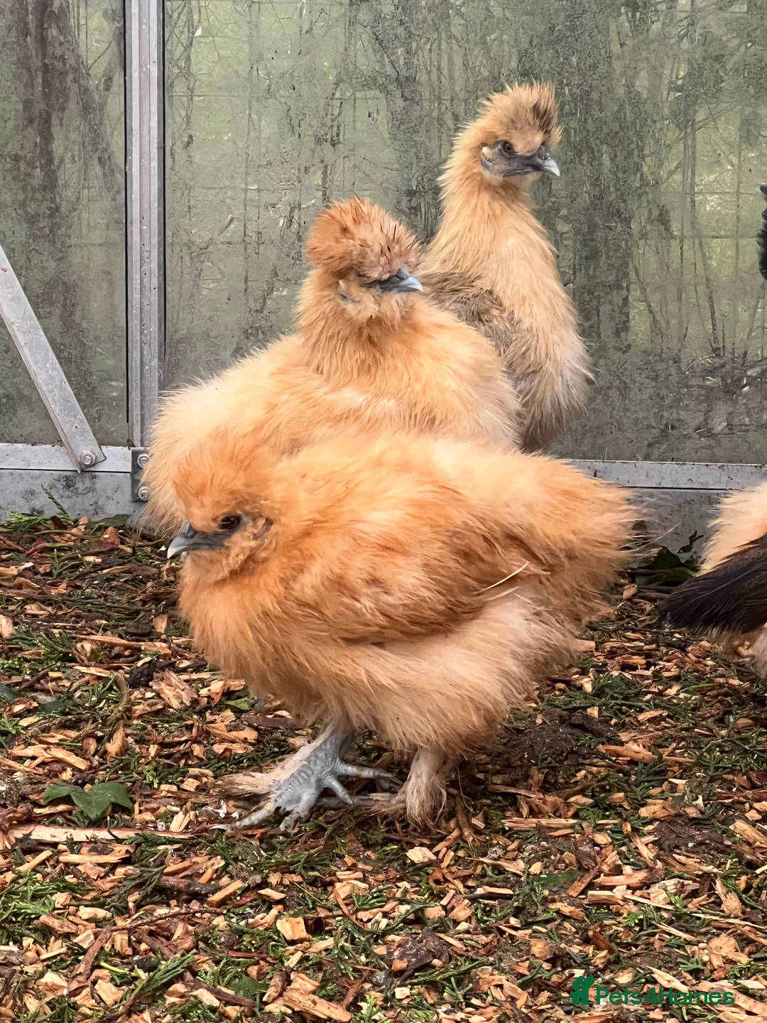 Chickens poultry for sale: Various hens  - Advert 2