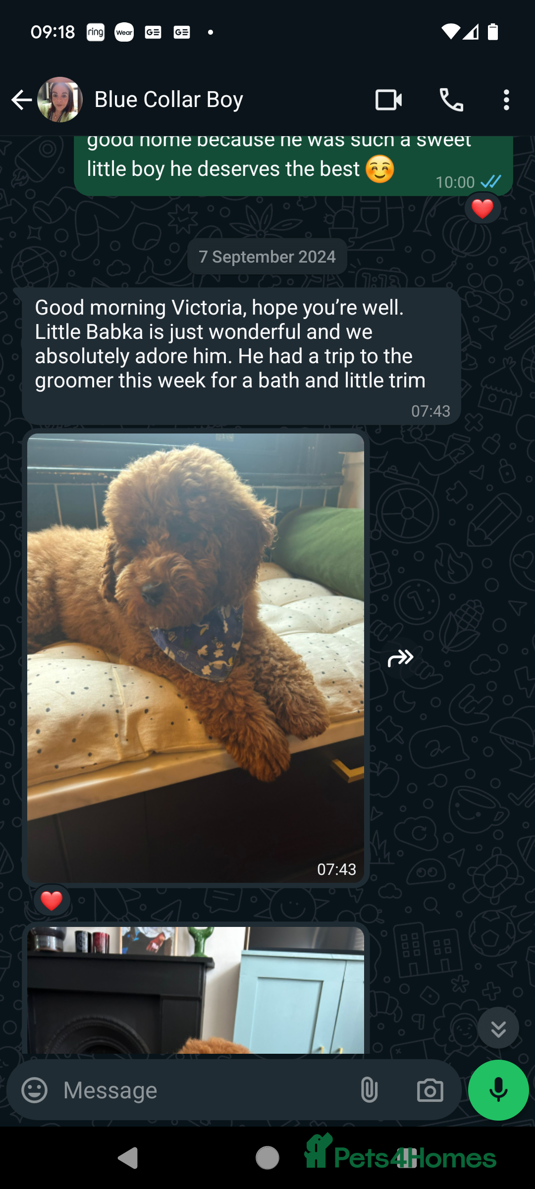 Cavapoo dogs for sale: Waiting List now open - DARK RED PREMIUM QUALITY - Image 18